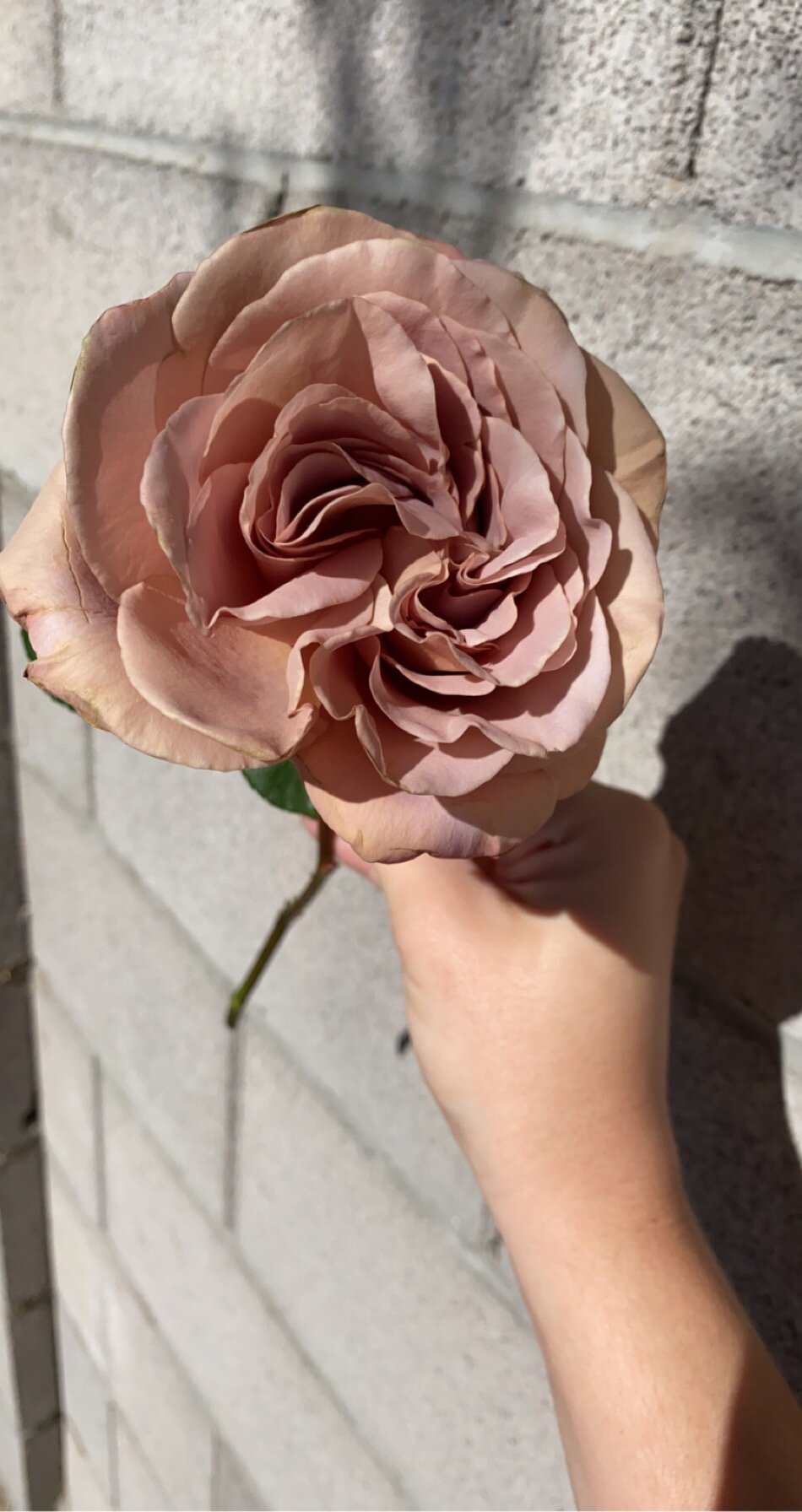 Stop &amp; Smell the Roses!