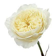 Patience Garden Rose White Cream.jpg