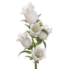 Campanula White.jpg