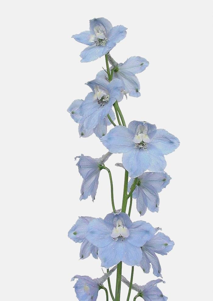 Light Blue Delphinum.jpg