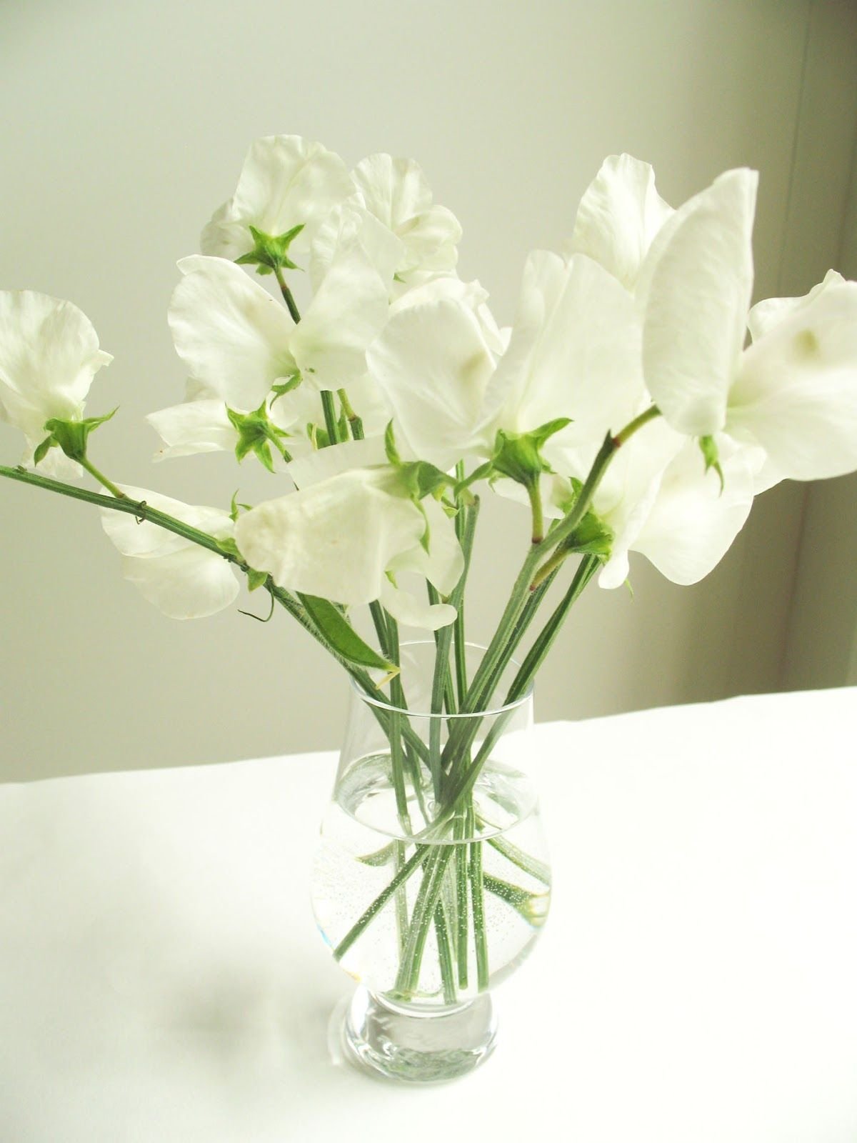 White Sweet Pea.jpg