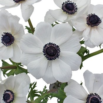 White Anemone.jpg