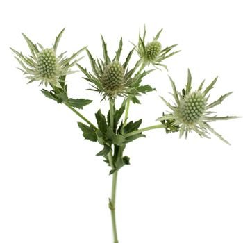 White Green Thistle.jpg