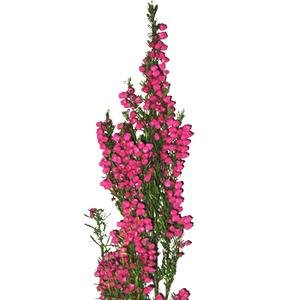 Hot Pink Heather.jpg