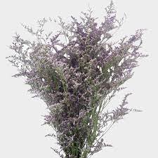 Lavender Mist Limonium.jpg