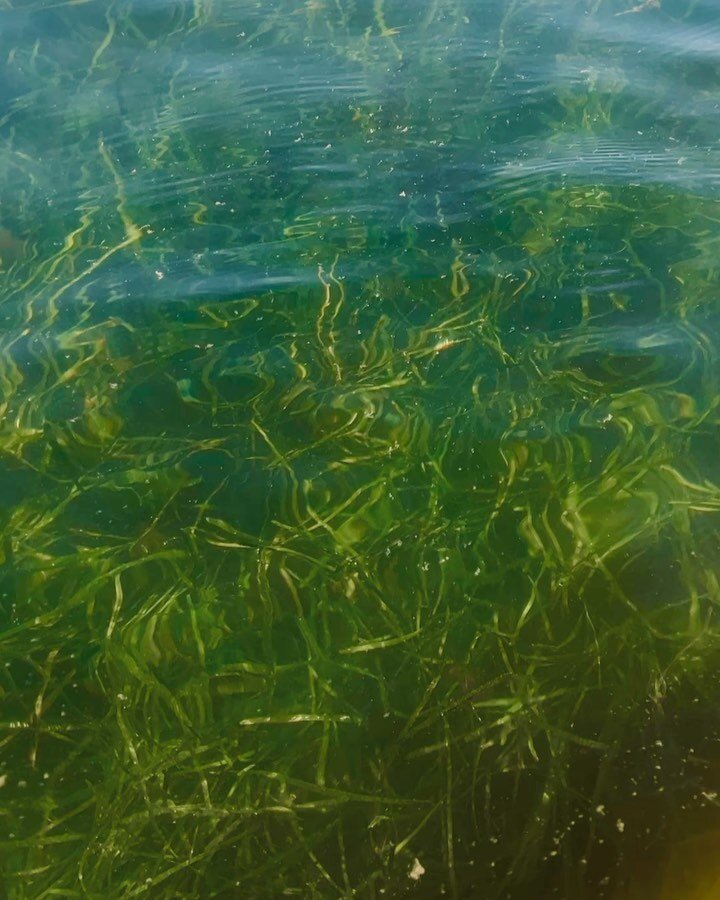 We are absolutely blow away by the amazing eelgrass Genie Trevor found around the rocks at Hungry Point! 🤩😍This meadow is crucial habitat for spawning, which supports healthy and sustainable fisheries in Long Island Sound. Fishers Island is one of 