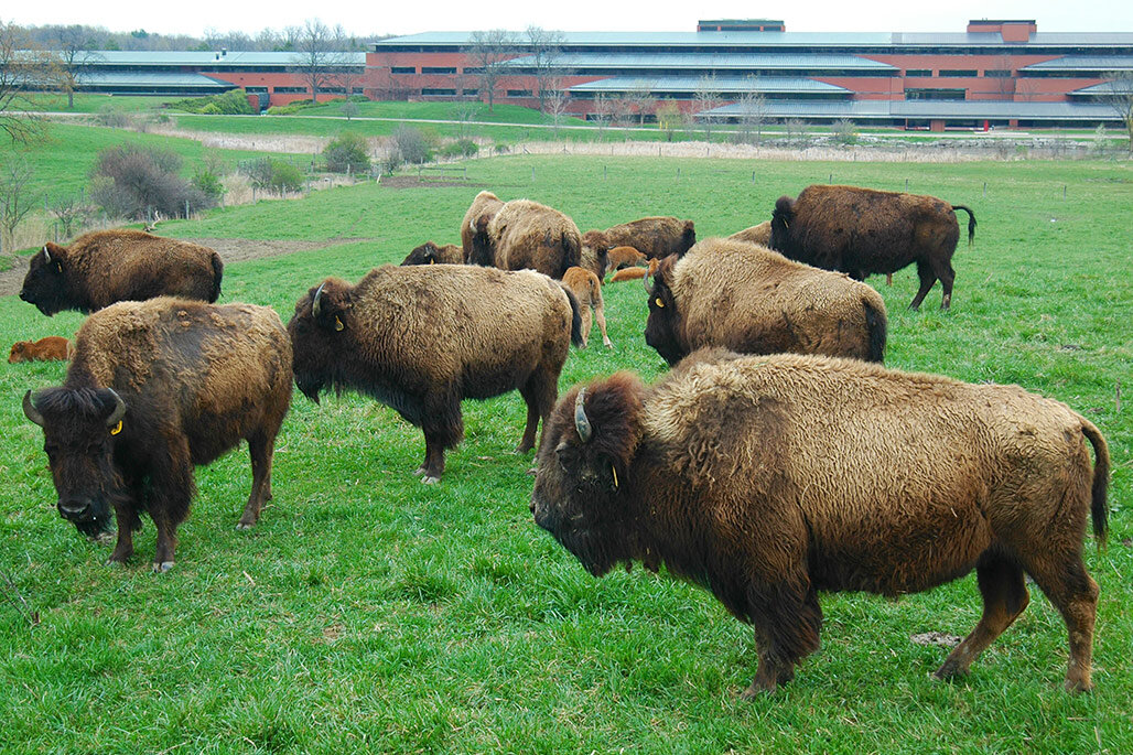 bison04.jpg
