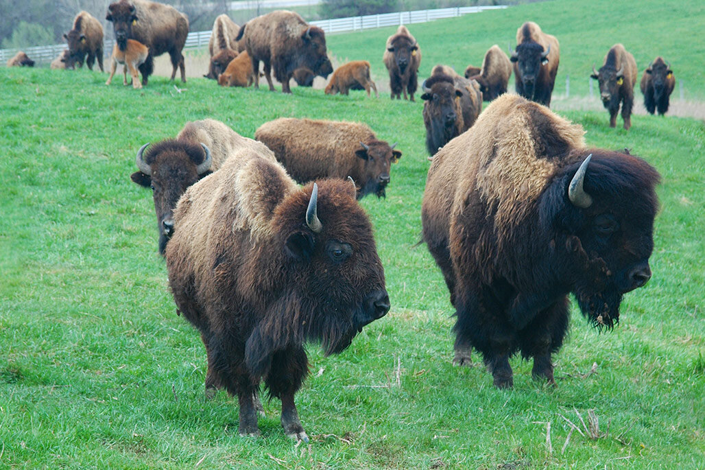 bison05.jpg