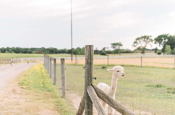 feature-gallery-images-petting-farm-600px-04.jpg