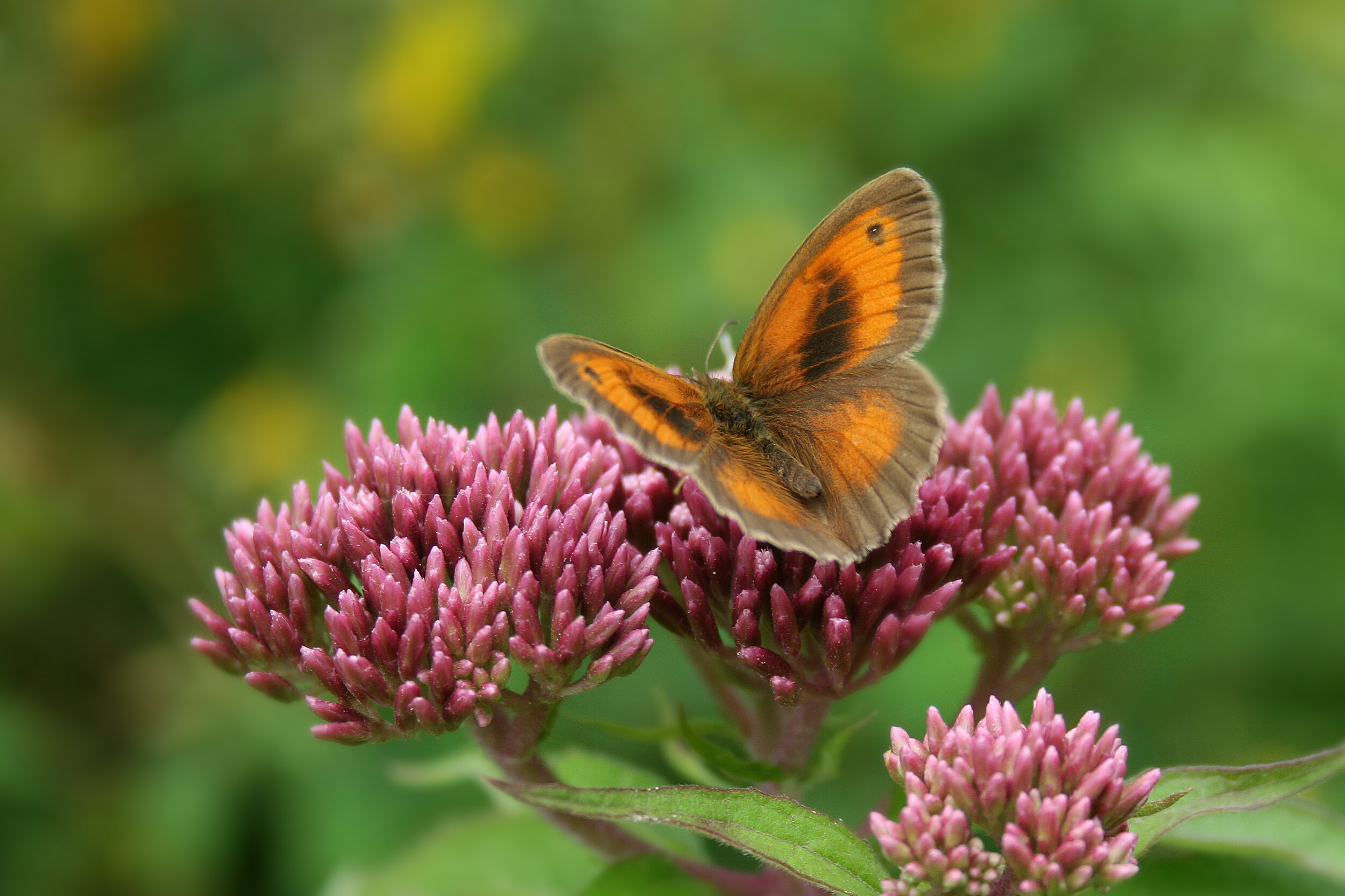  Gatekeeper butterfly, Tortington 