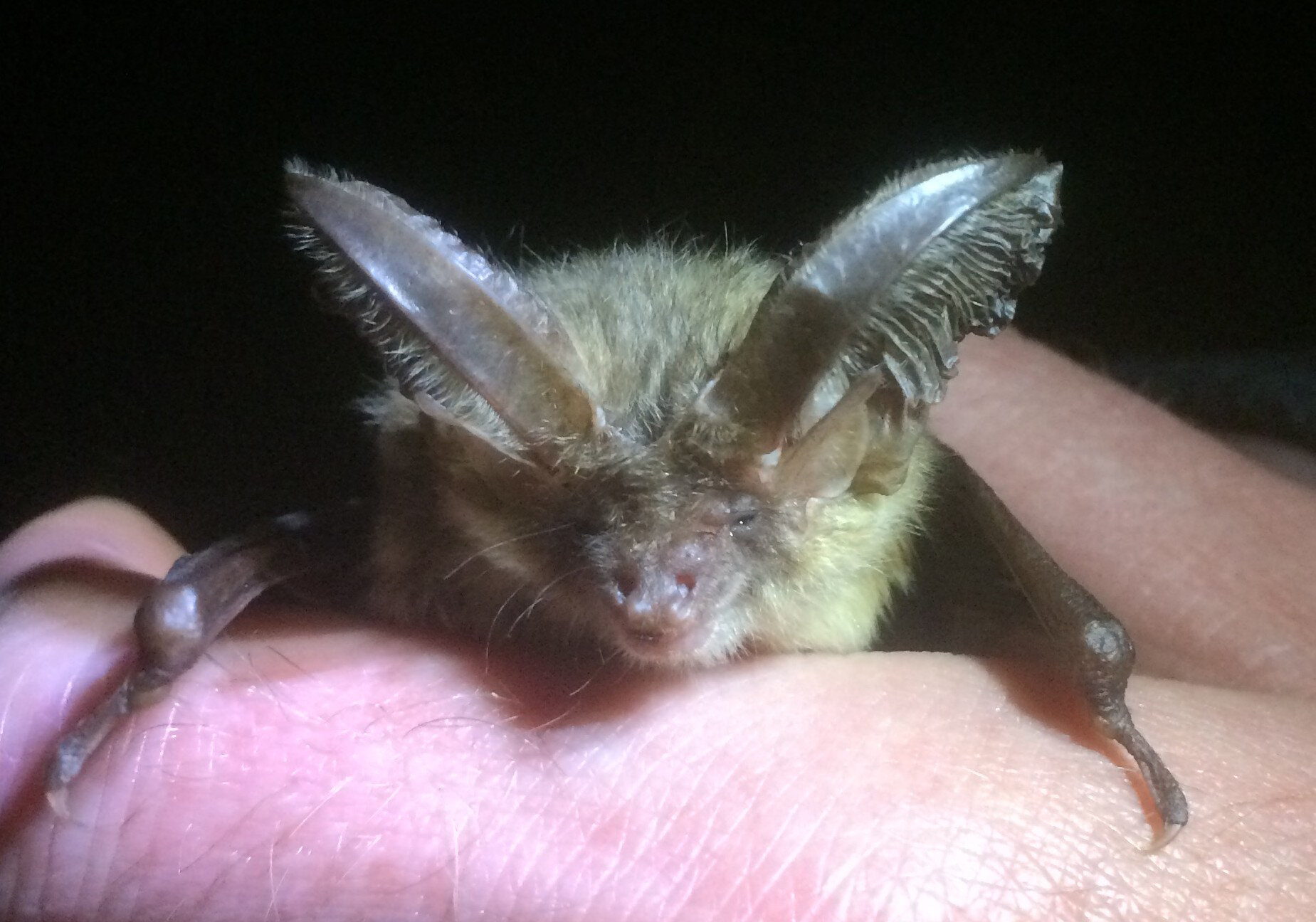  Brown long-eared bat, Binsted 