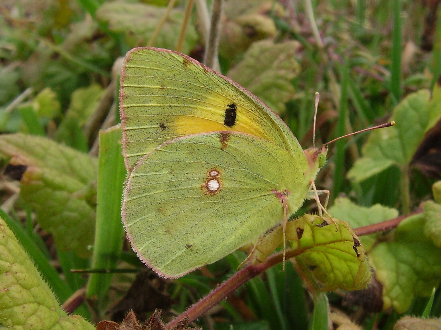  Clouded yellow underside butterfly, Tortington 