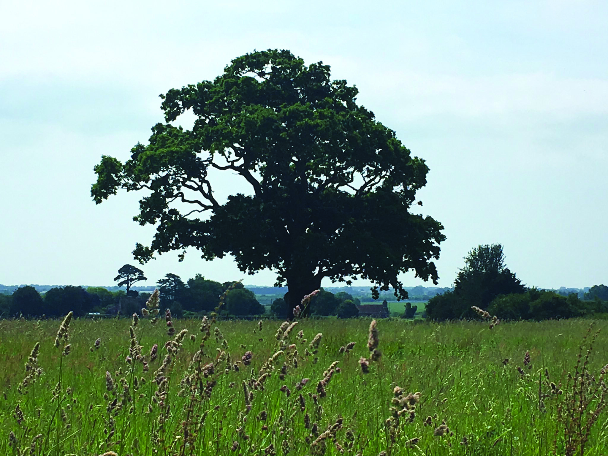  View to Binsted Church 