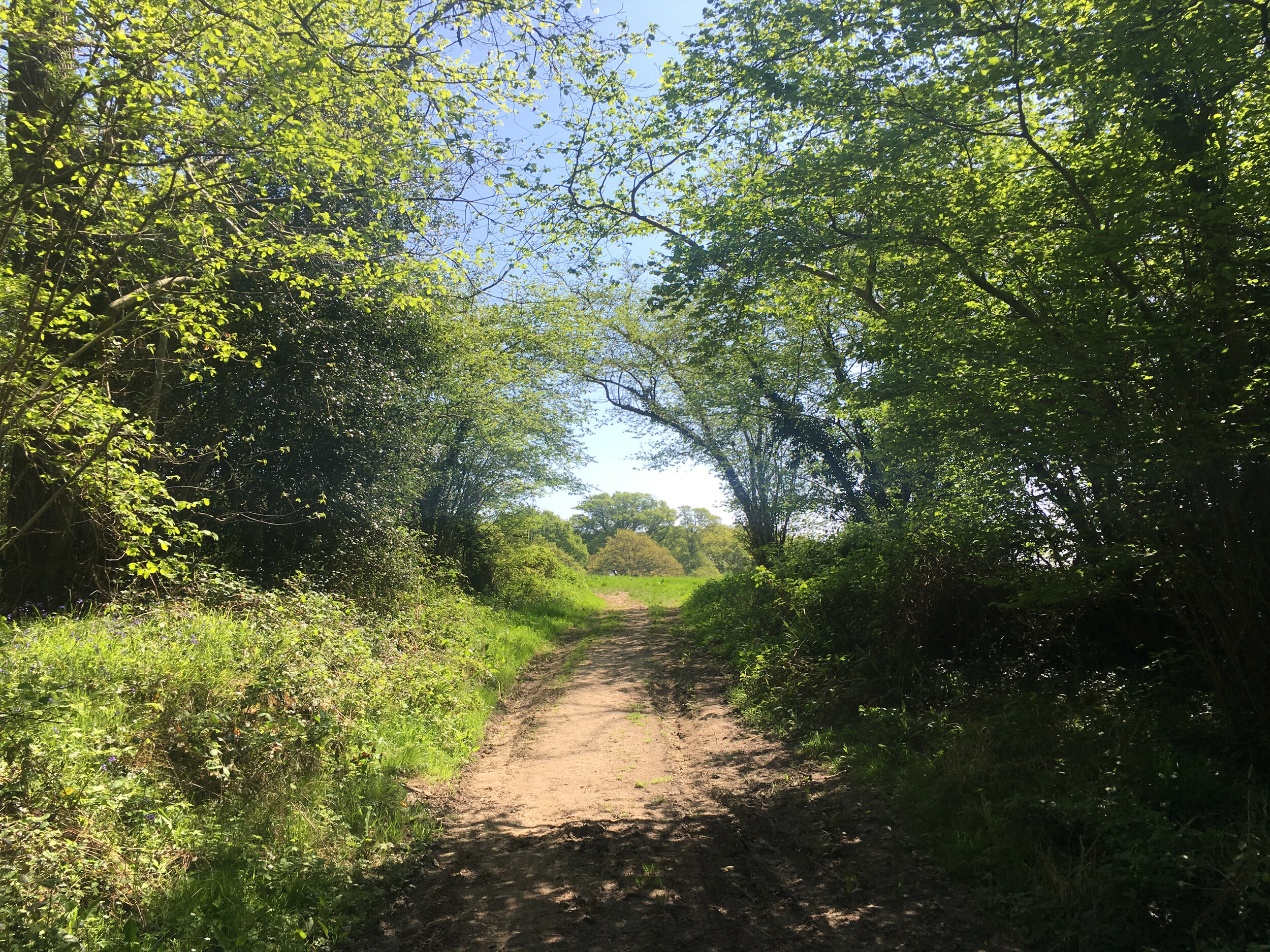 Spinningwheel Copse, Binsted