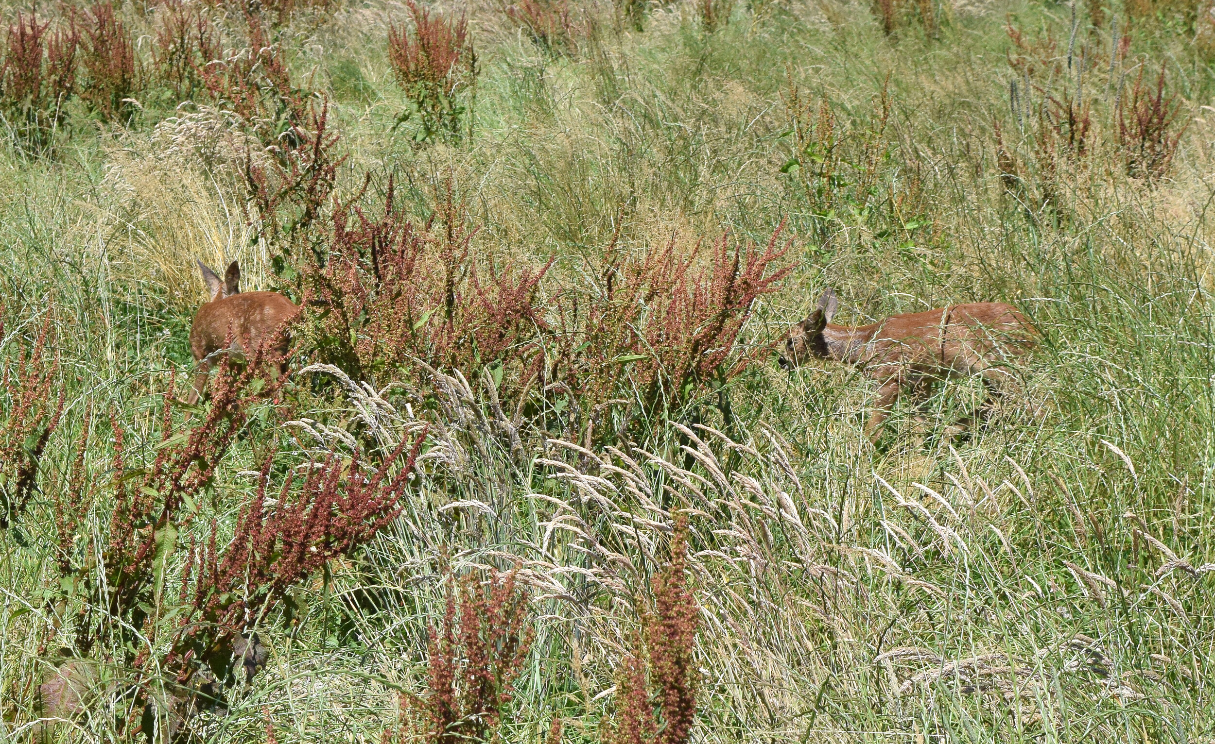 Deer in Binsted Park