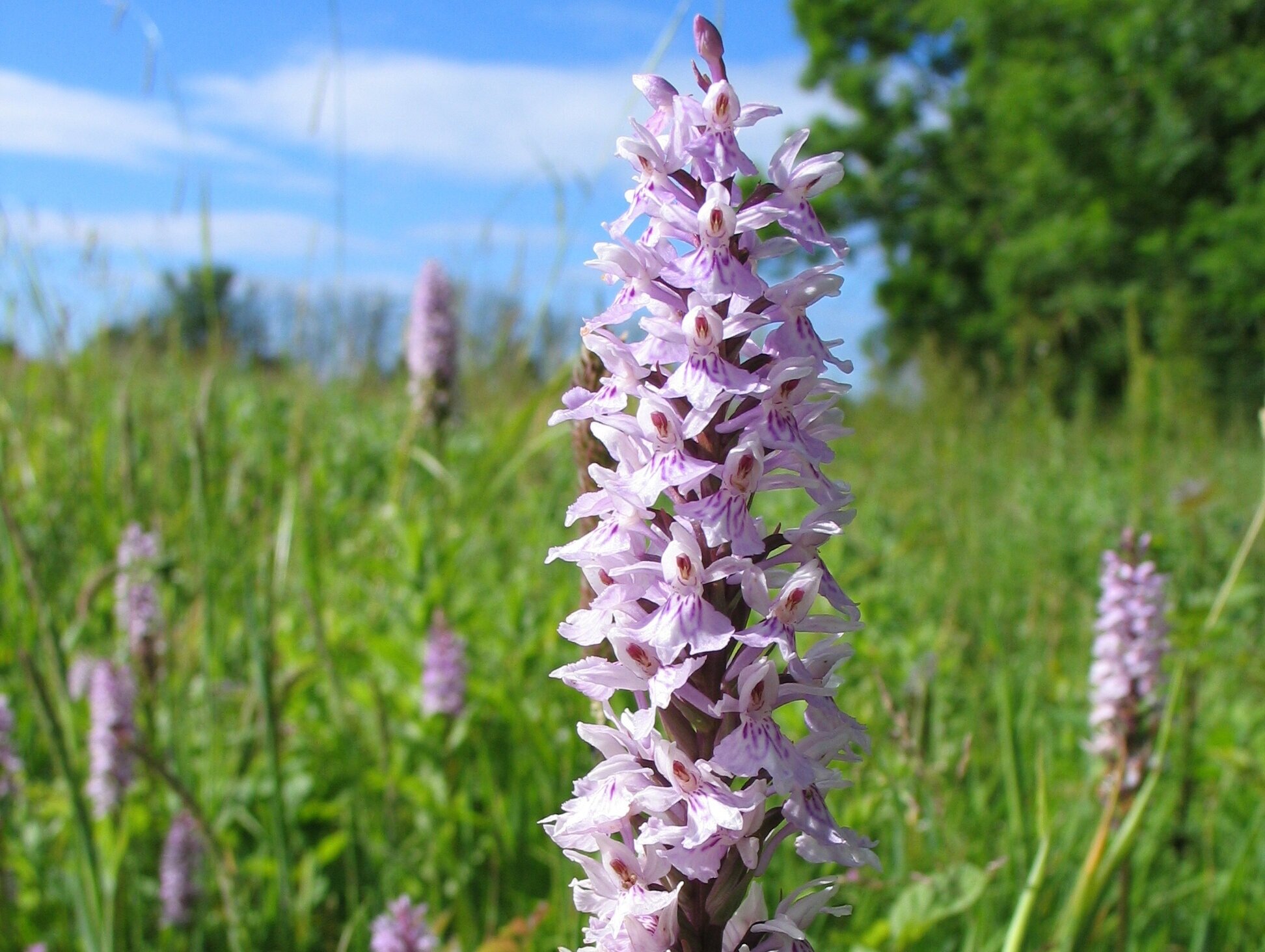  Common spotted orchids, Tortington 