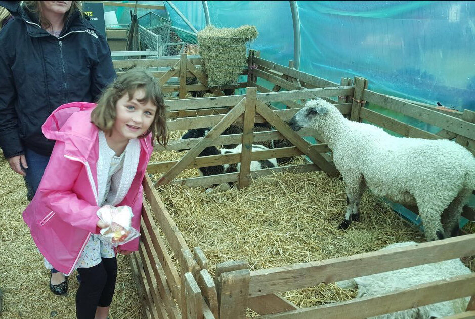 Visiting downland sheep, Binsted