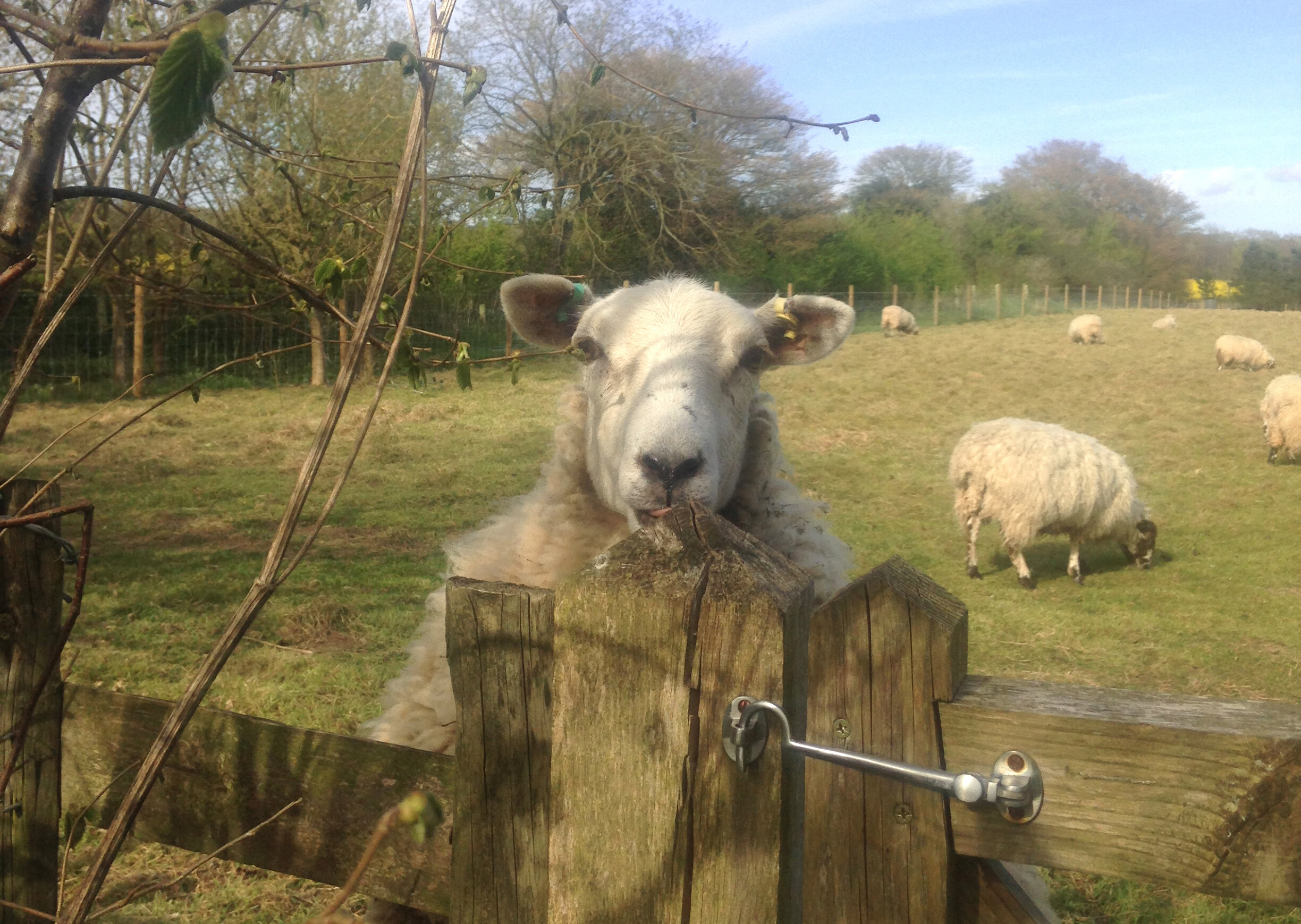  Downland sheep, Binsted 