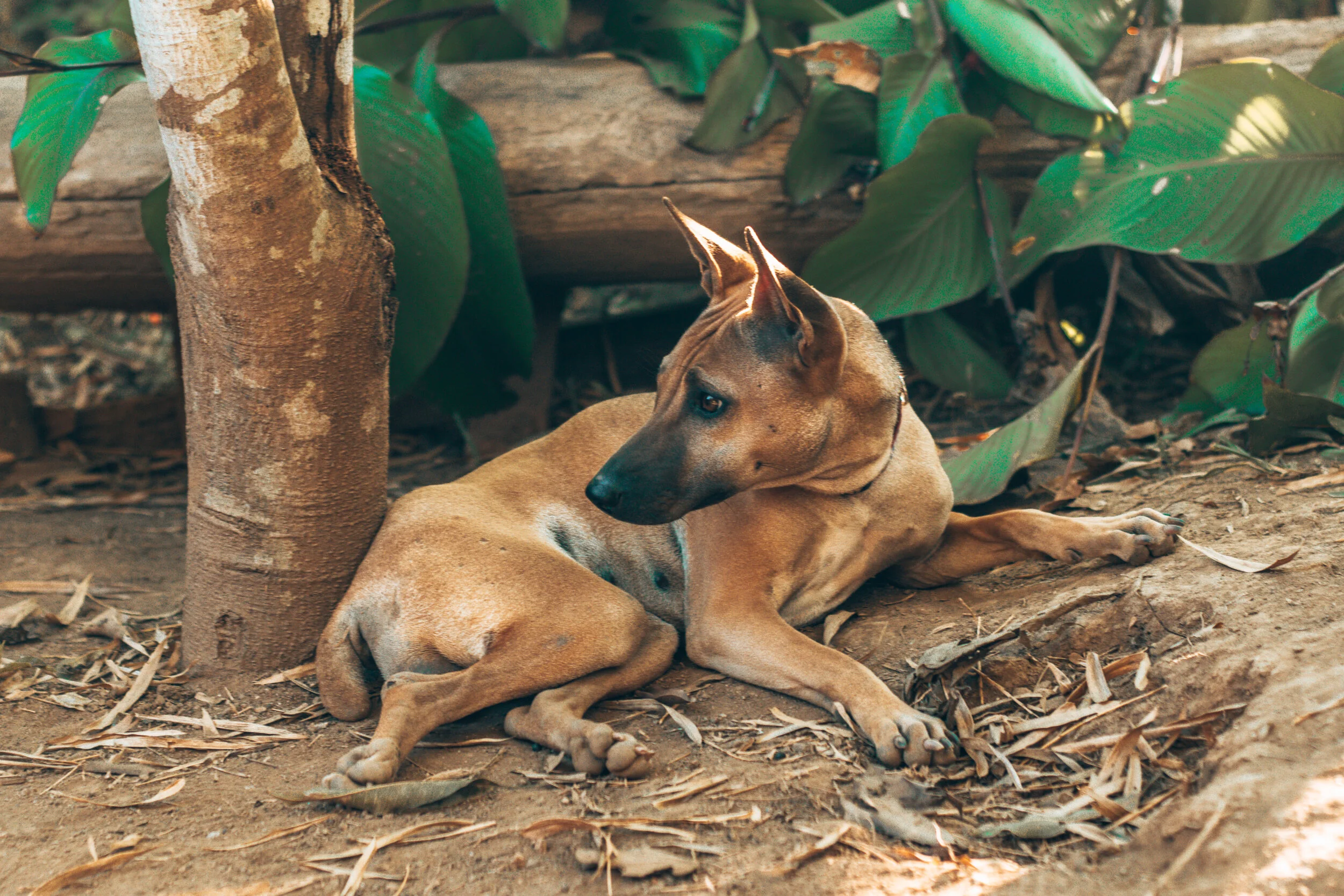 How Does A Dog Rescue Work