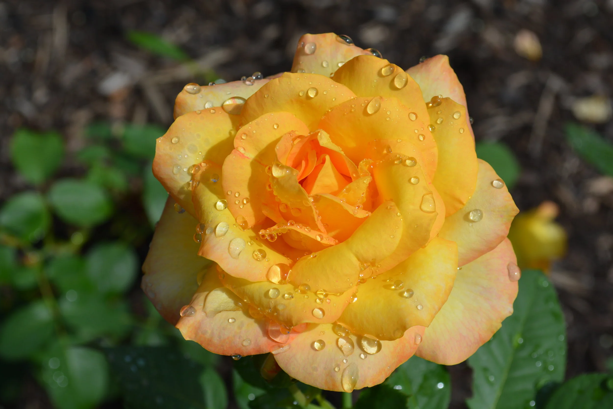 Brookside Gardens 6.28.18_0234.JPG