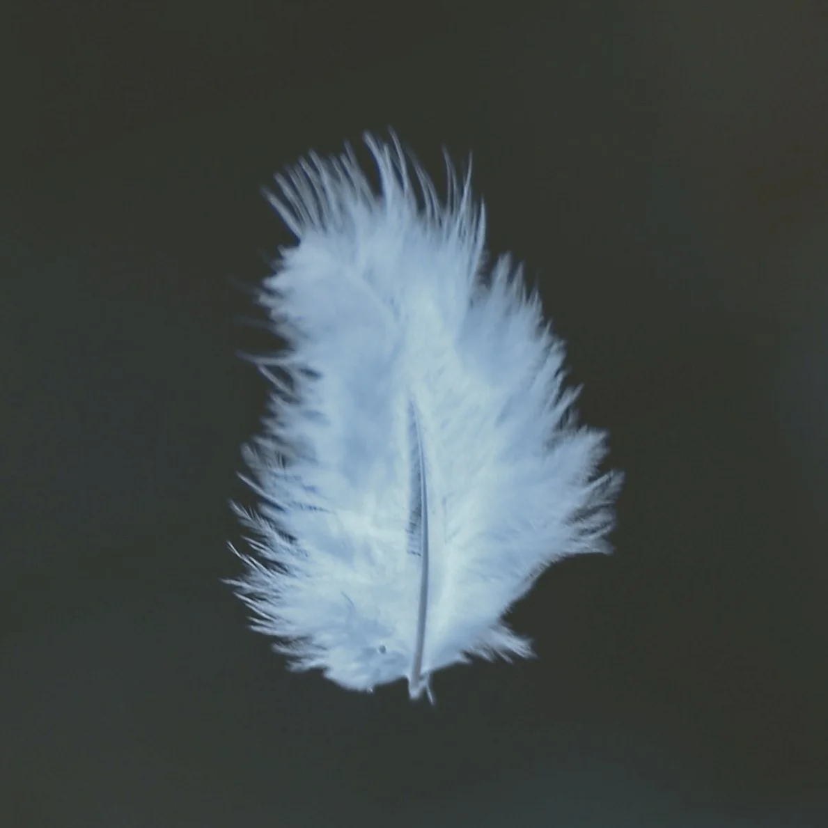 PLR - Meaghan McCulla