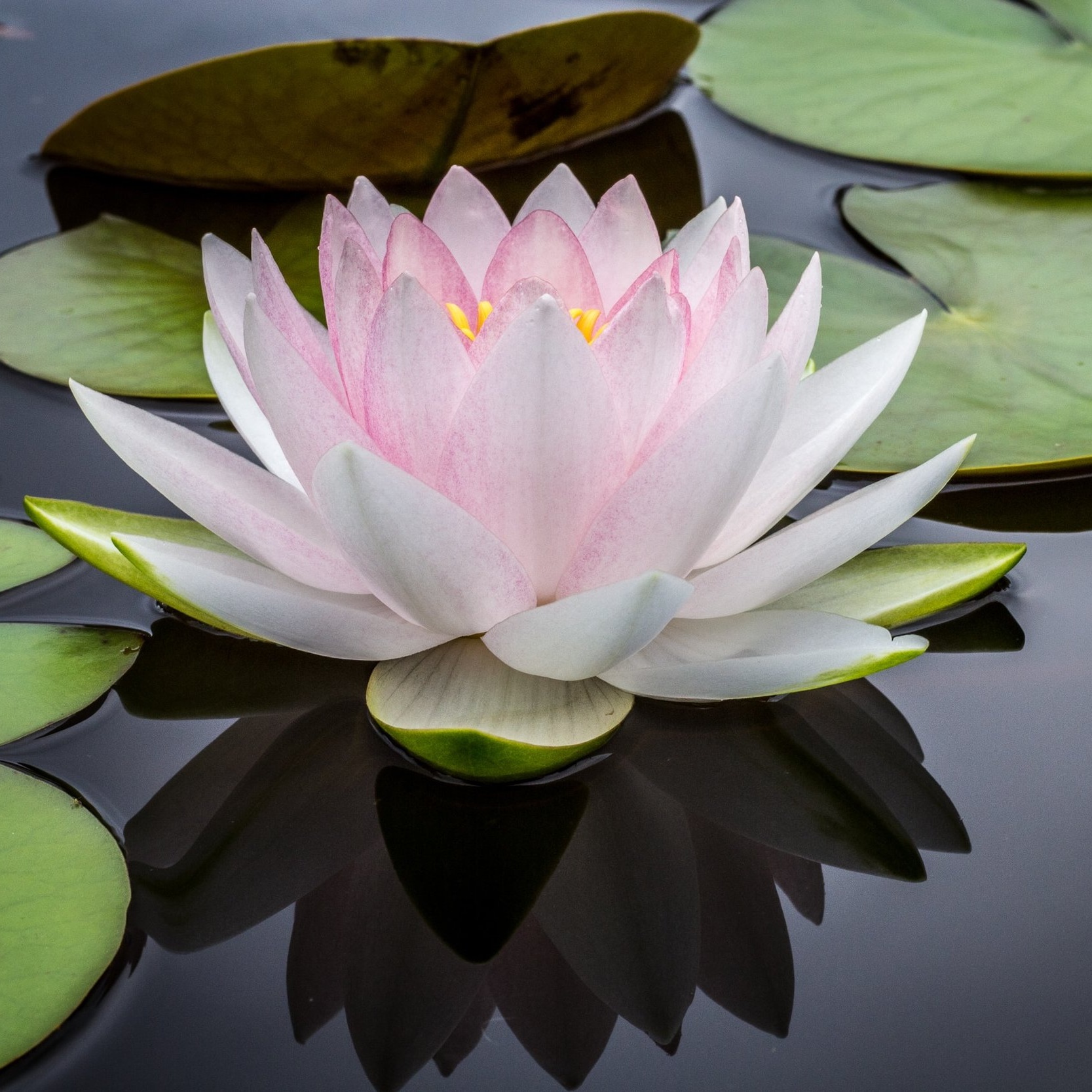 Reiki - Bianca Finkelstein