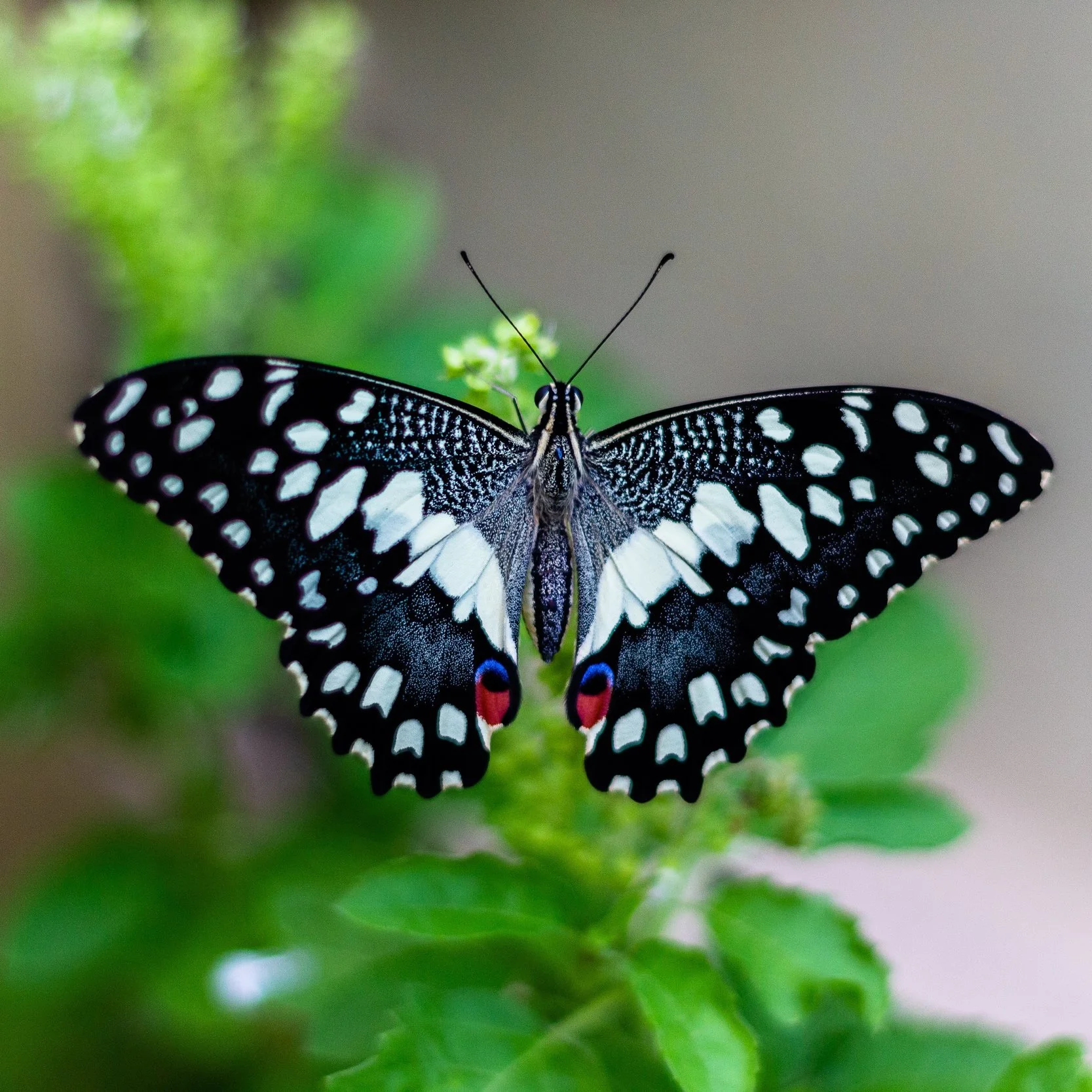 Hypnosis Nails - Roger Stone