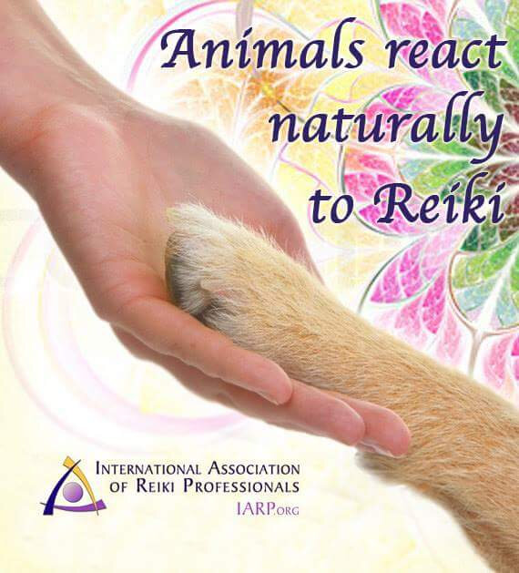 Reiki Animals 1.jpg