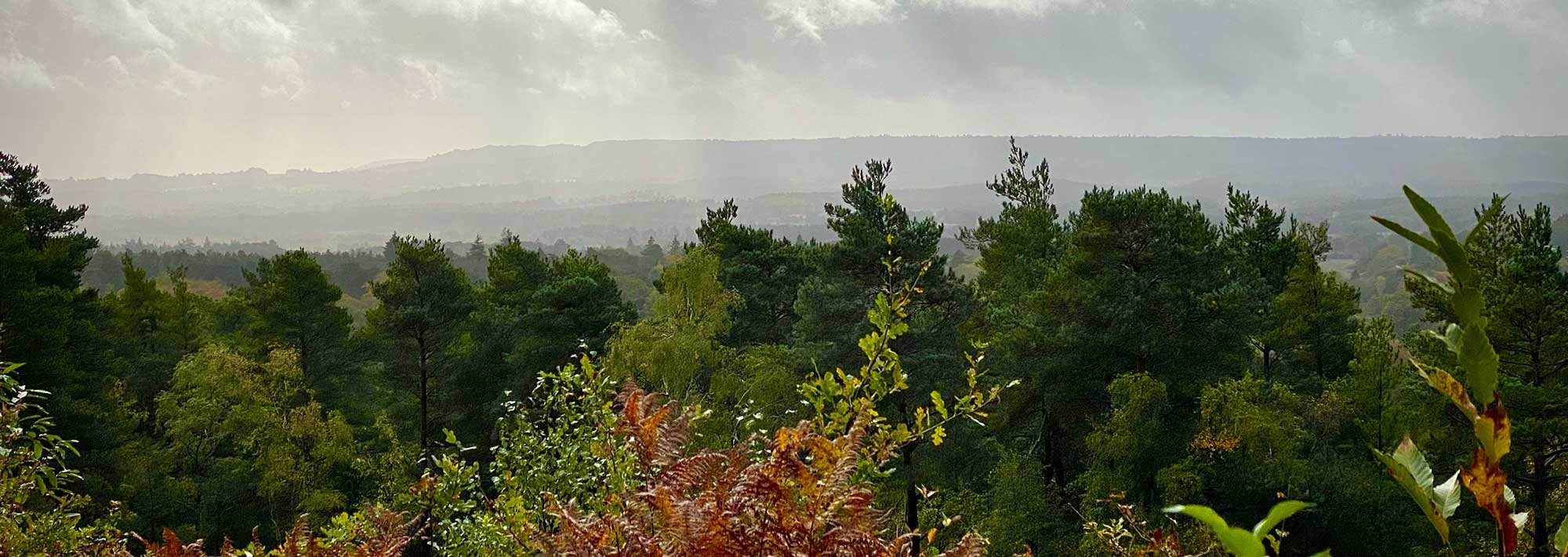 Crooksbury Common and ARC (Amphibian & Reptile Conservation) — Seale