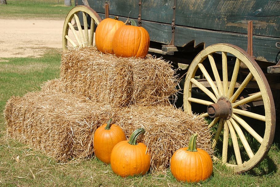 pumpkins-wagon-farm-halloween.jpg