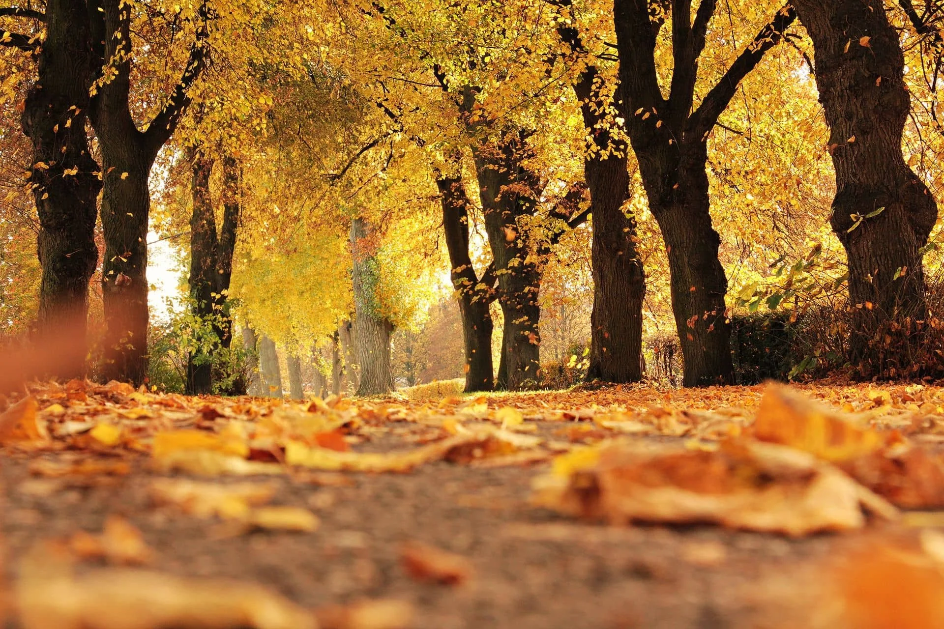 Fall Allergies: What's Behind Your Symptoms
