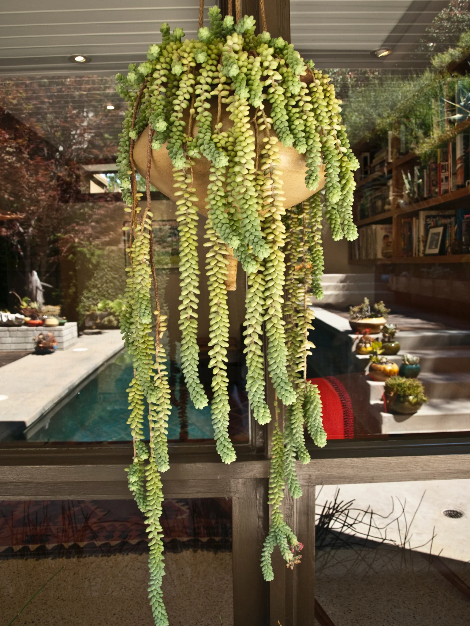 Plant - P6216934.jpg
