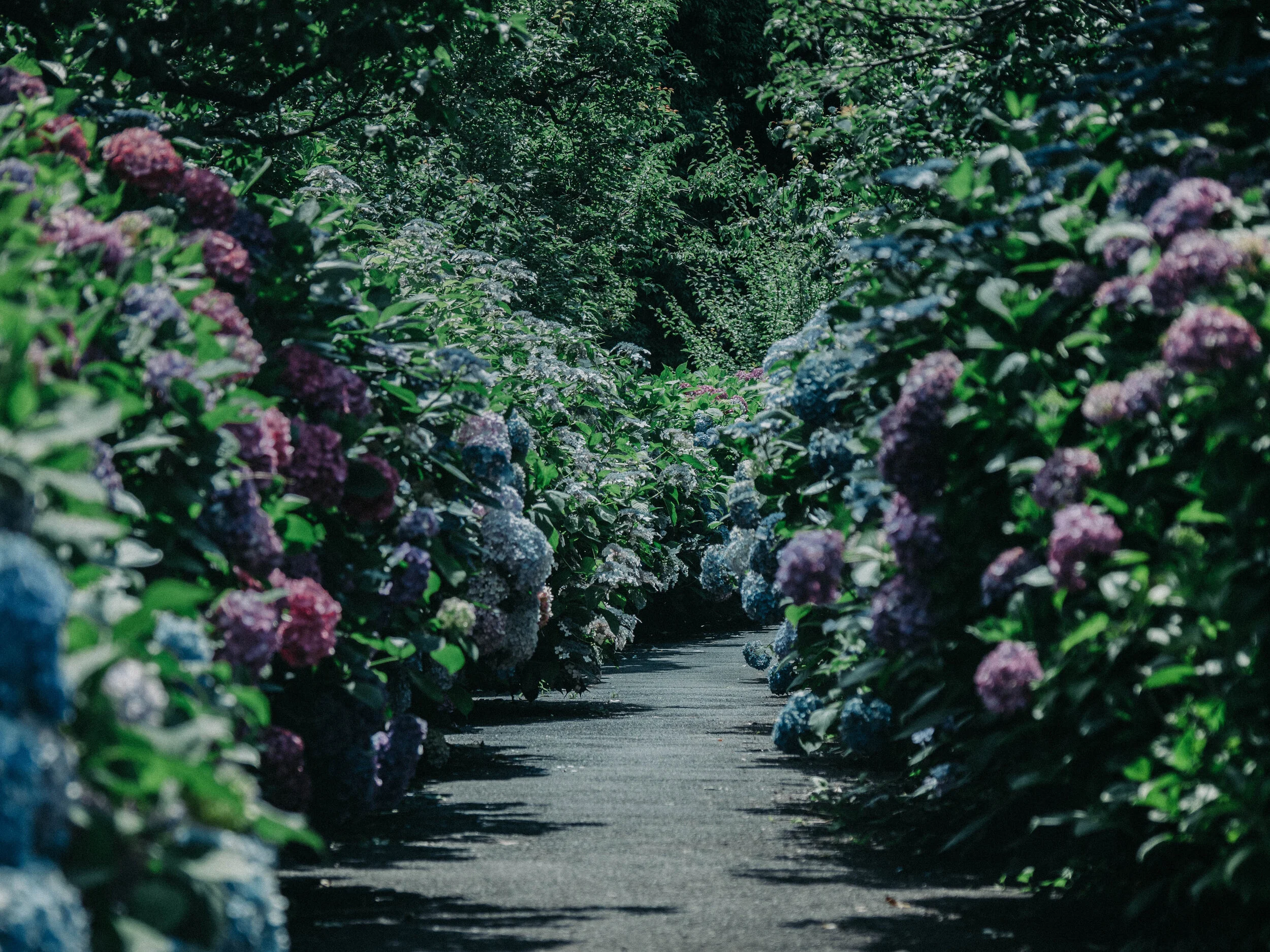 Don Giovanni, Quarantined