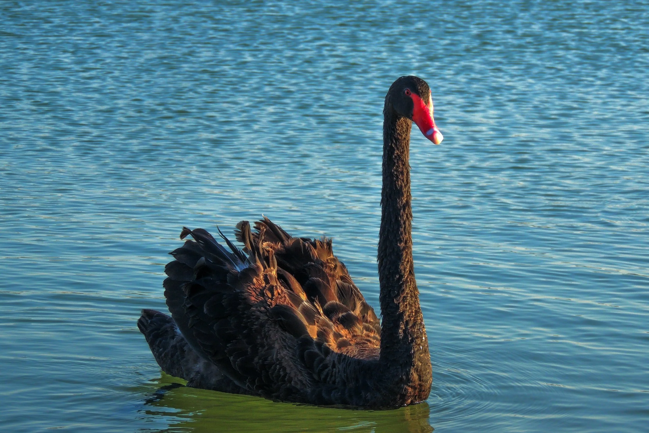 Black Swans