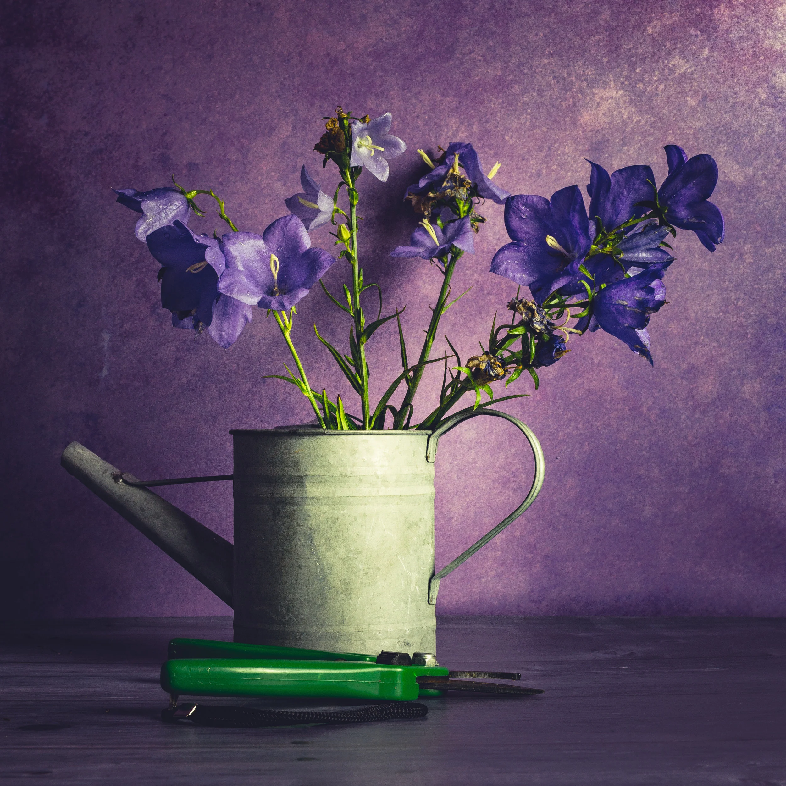 Harebell