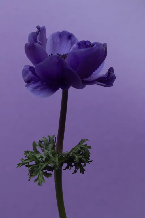 purple_background_anemone_long-0704.jpg