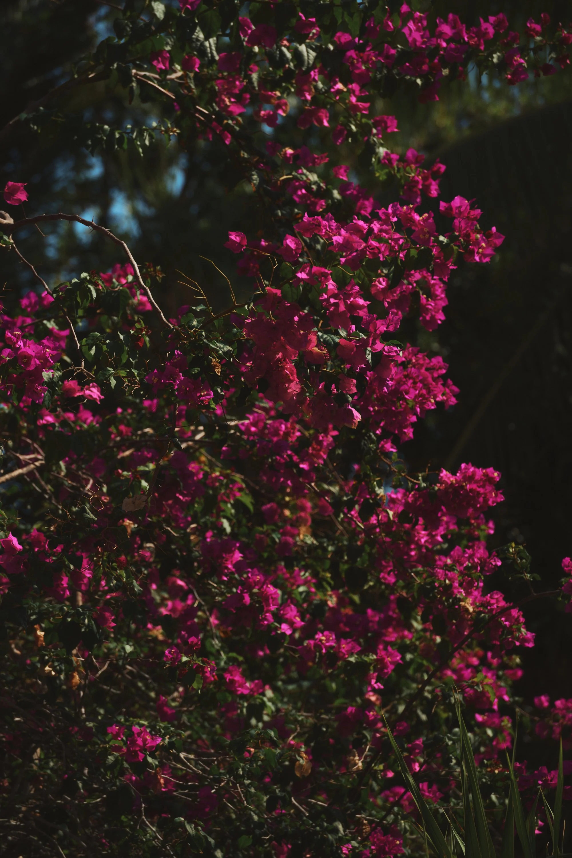 AKUMAL_-0138.jpg