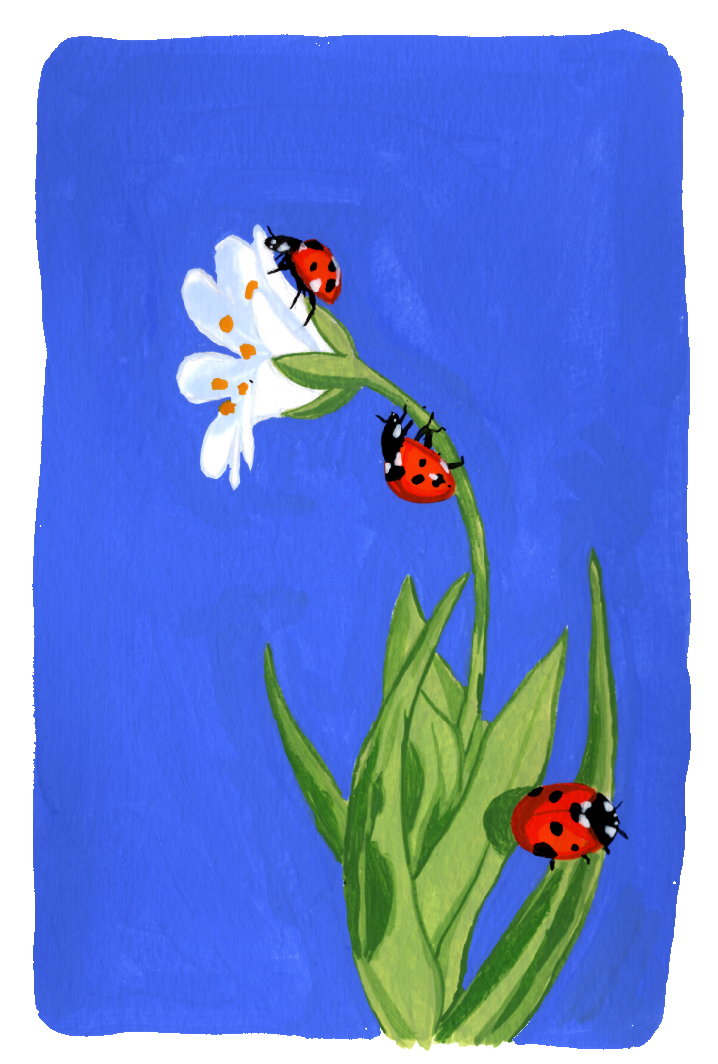 26_Ladybug.png