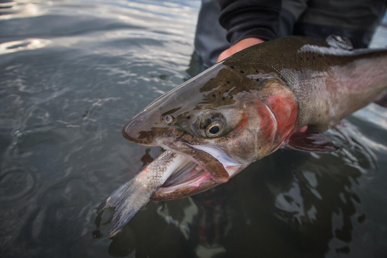 Guided Lake Tahoe & Pyramid Lake Fishing