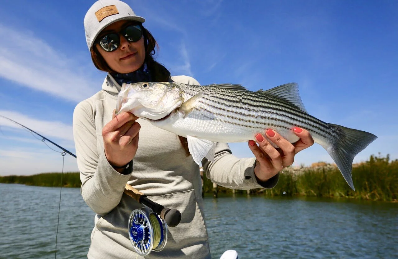 Delta Striper Fly Fishing Guide Trips Near San Francisco, Sacramento