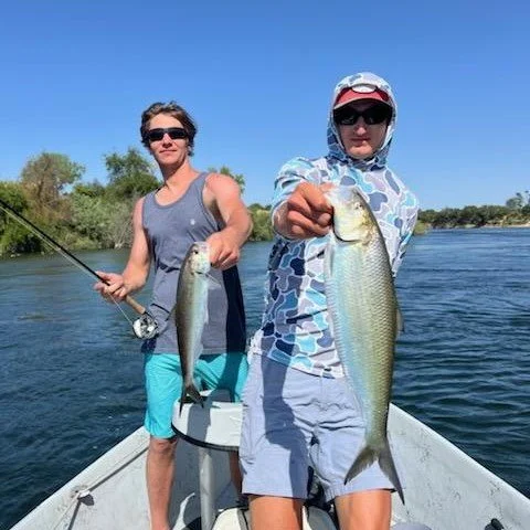 shad.fly.fishing.153244.jpeg