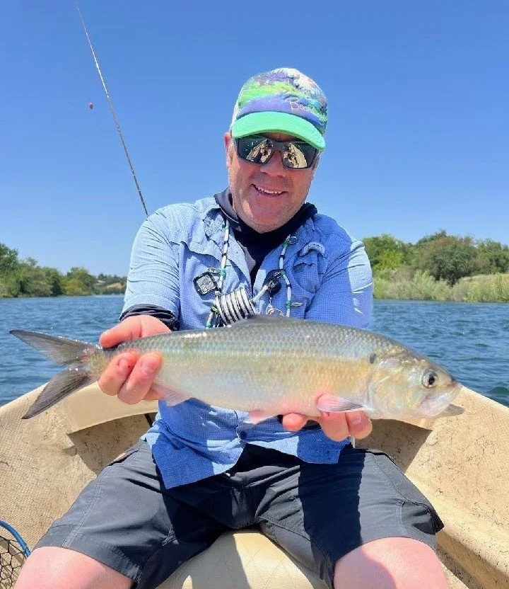 American.shad.150345 E.jpeg