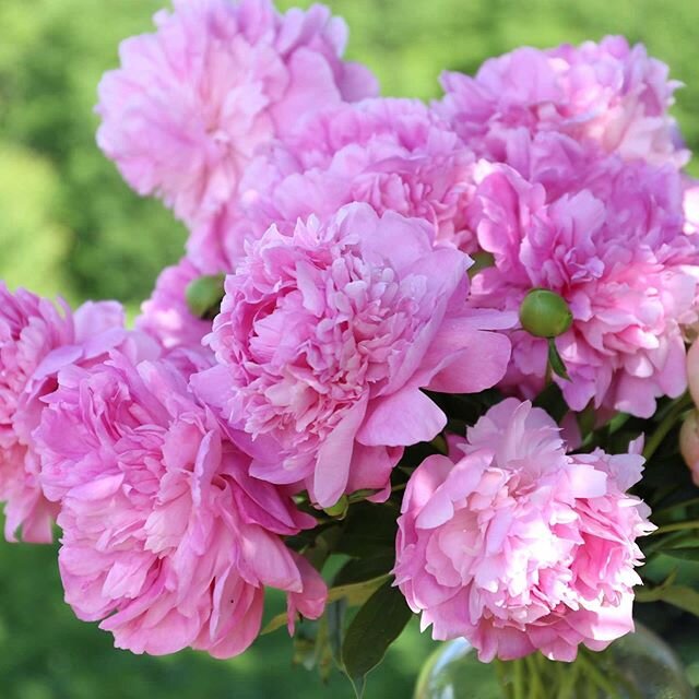 It must be June.... peonies are blooming! #personaltouchny