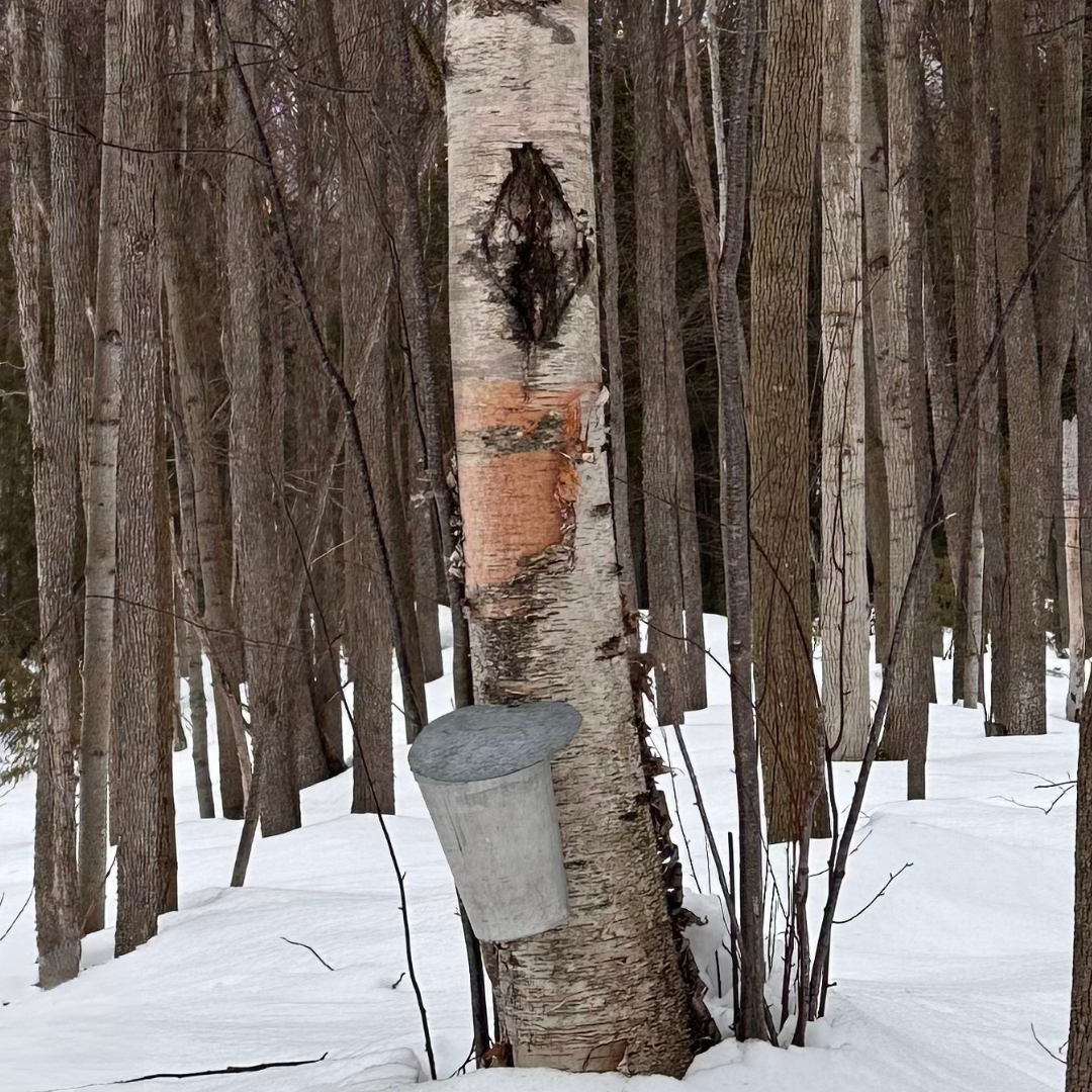 Welcome to Liver Season