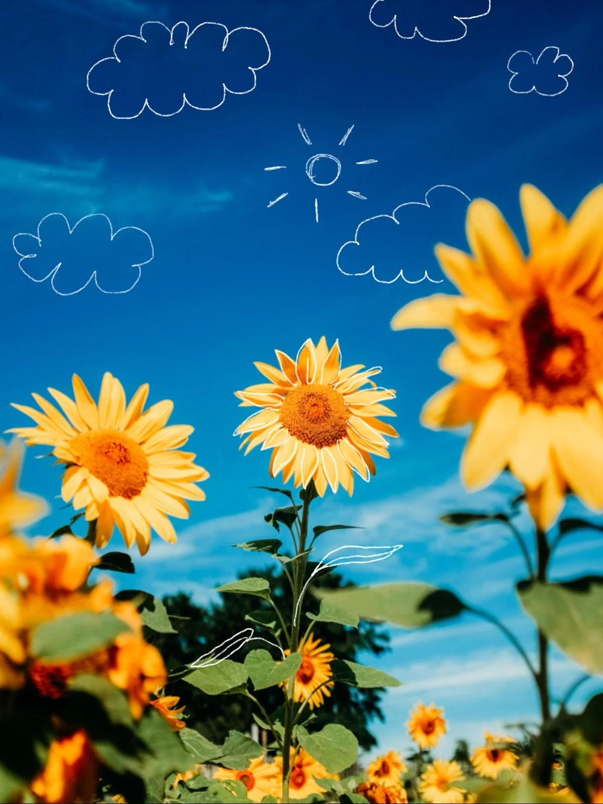 how nice to have your most important job of the day to turn and face the son ☀️ 

*no that&rsquo;s not a typo 🤭

📕 Mark 6:25-34
📸 Fujifilm 100xT
✏️ Procreate
🖼️ Alisha Doodles