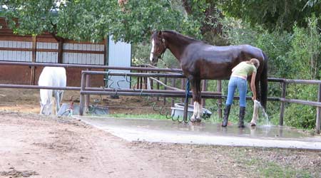 Bathing-horse.jpg