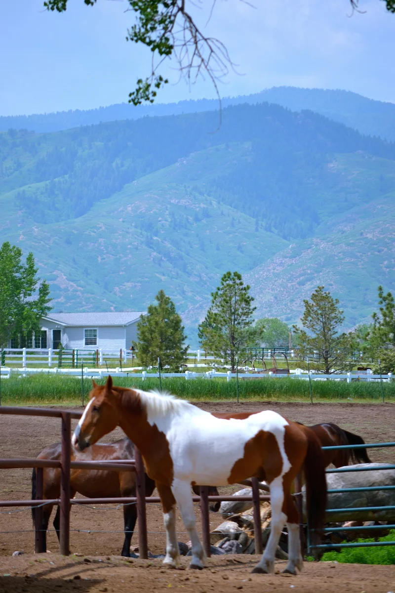 Horse Boarding — Cottonwood Riding Club