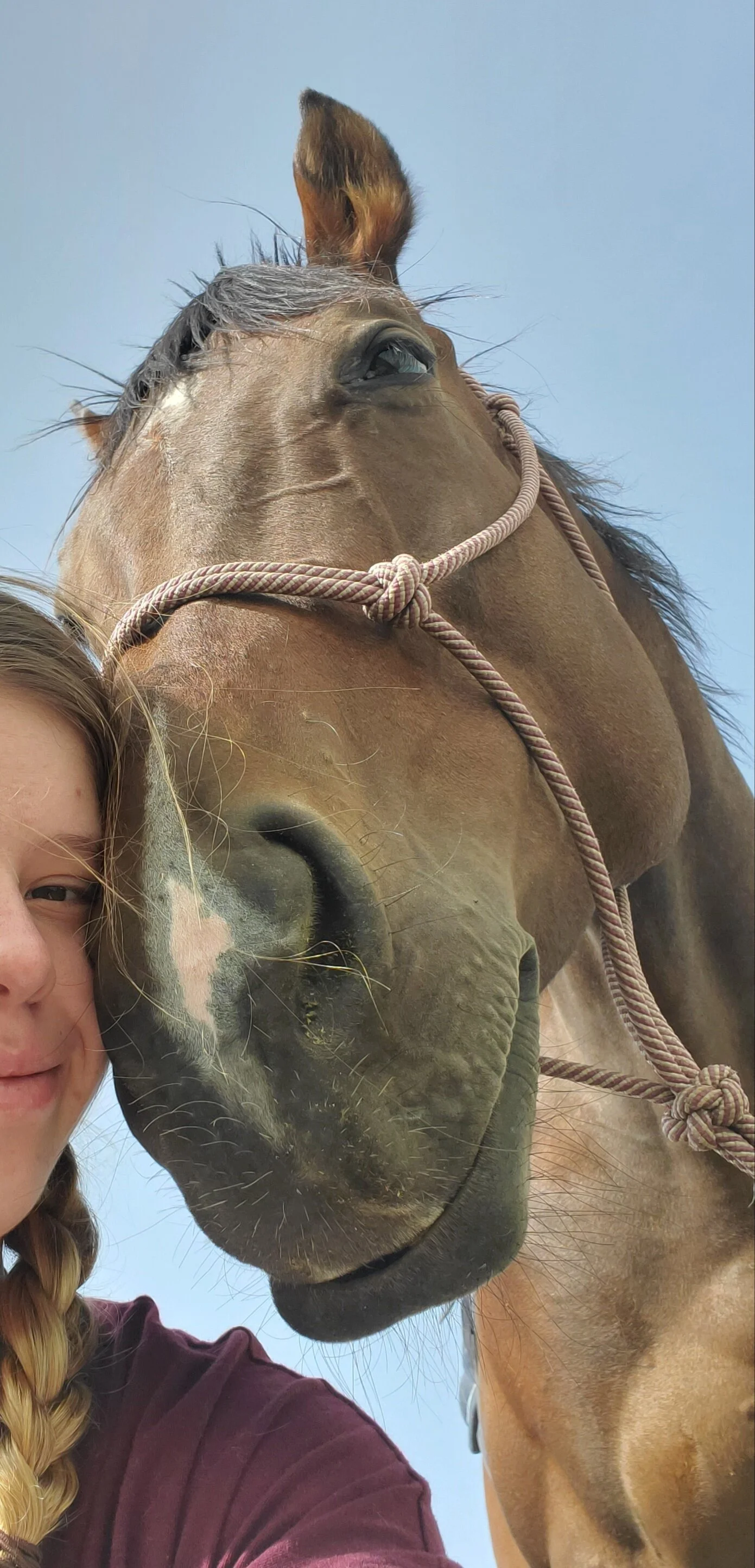 Horses for Sale — Cottonwood Riding Club