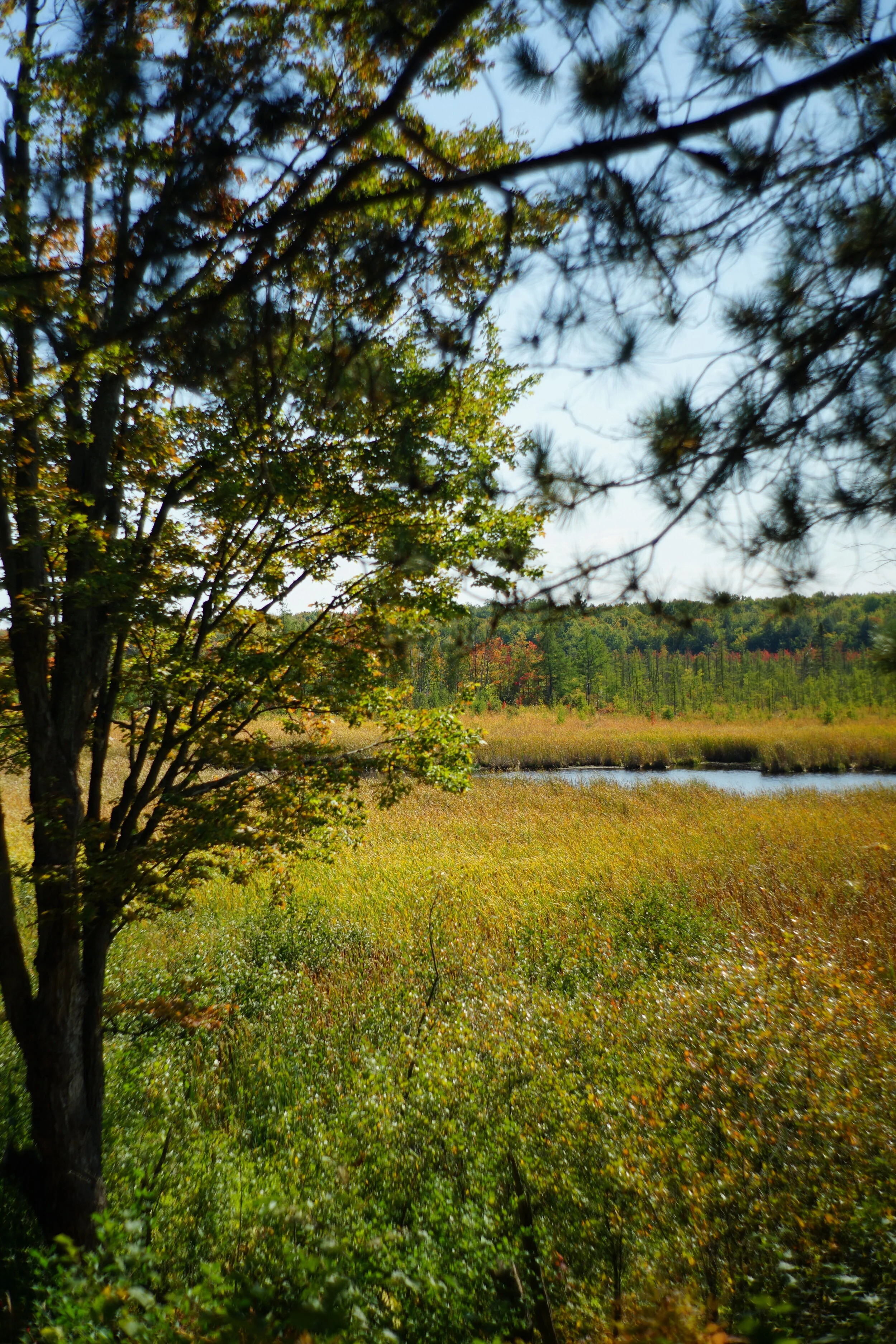 DSC07195 compress.JPG