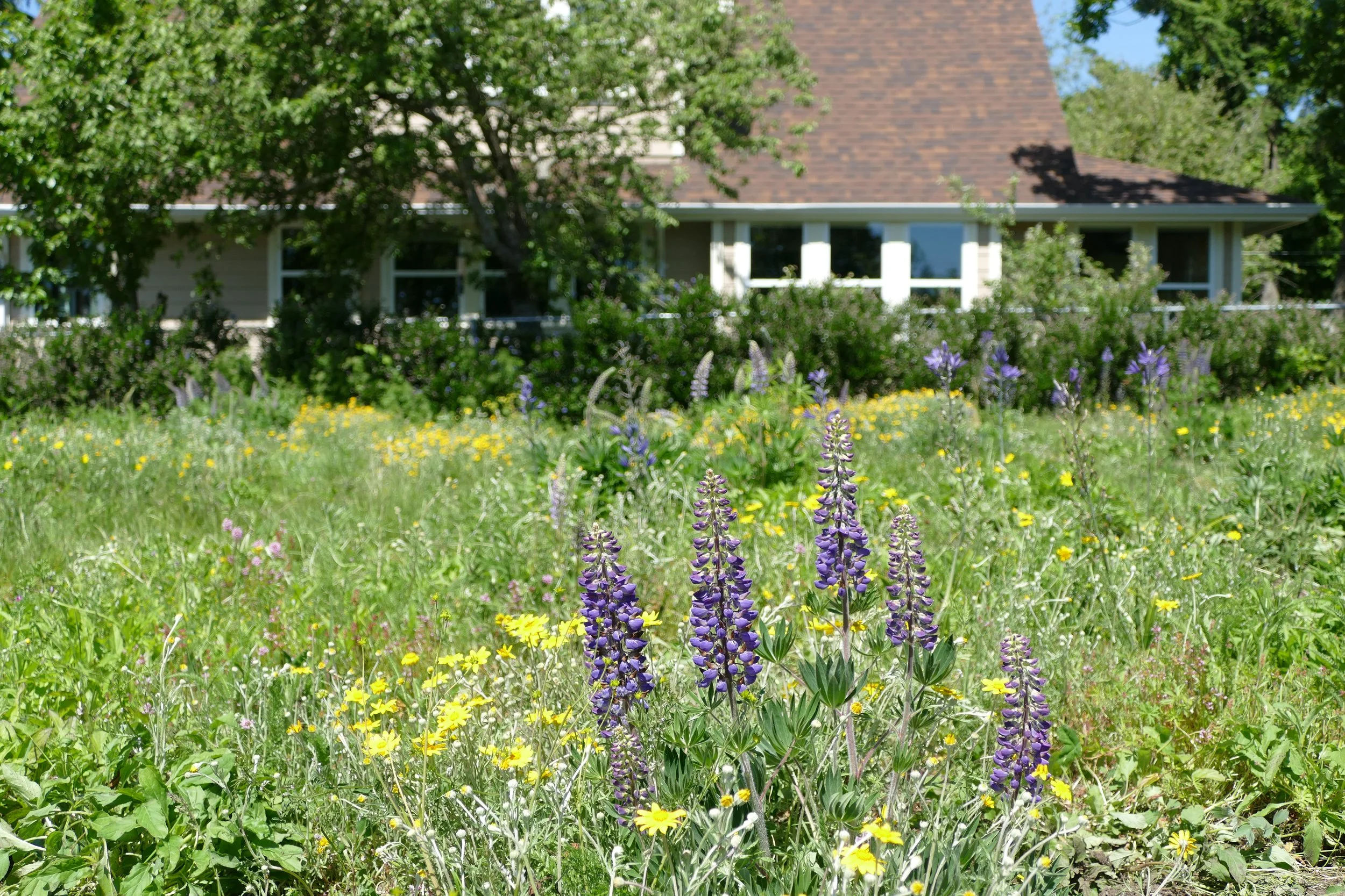 Should you have a lawn or native meadow? And how to care for each.